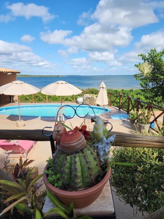 Piscina com vista e plantas